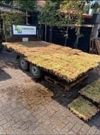 Groendak Sedum cassettes kant en klaar voor snel groendak