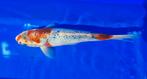 Jonge koi Goshiki, Dieren en Toebehoren, Vissen | Vijvervissen, Karper of Koi