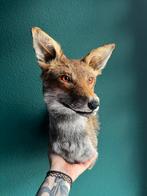 Opgezette vossenkop taxidermie curiosa, Antiek en Kunst, Curiosa en Brocante, Ophalen of Verzenden