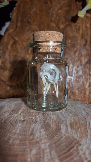 Duif Schedel in Pot - Taxidermie Rariteit beschikbaar voor biedingen
