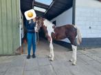 Barock pinto x hongaar hengstveulen, Dieren en Toebehoren, Pony's, Hengst, Niet van toepassing, A pony (tot 1.17m), 0 tot 2 jaar