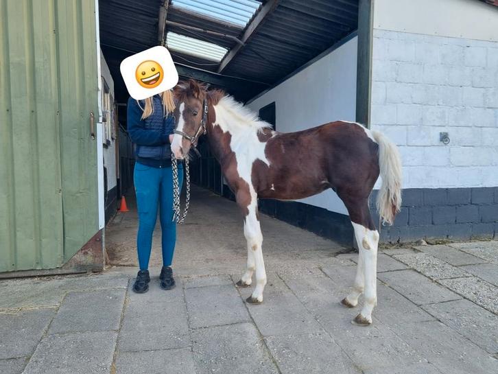 Barock pinto x hongaar hengstveulen, Dieren en Toebehoren, Pony's, Hengst, Niet van toepassing, A pony (tot 1.17m), 0 tot 2 jaar