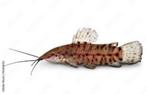 Hoplosternum thoracatum - Gevlekte pantsermeerval - Koidream, Dieren en Toebehoren, Vis, Zoetwatervis