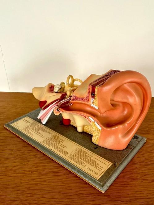 Somso Antiek anatomisch model van het menselijk oor, Antiek en Kunst, Curiosa en Brocante, Ophalen of Verzenden
