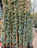 Hedera hibernica klimop of als bodembedekker, Tuin en Terras, Planten | Struiken en Hagen, Laurier, Ophalen of Verzenden, 100 tot 250 cm