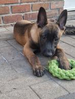 Mechelaar teefje, Dieren en Toebehoren, Honden | Herdershonden en Veedrijvers, België, Particulier, 8 tot 15 weken, Teef