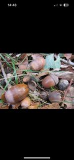 Eikels en kastanjes gezocht!, Ophalen of Verzenden, Najaar, Volle zon, Zaad