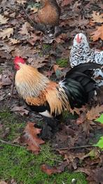 Sabelpoot hanen, Dieren en Toebehoren, Pluimvee, Mannelijk, Kip