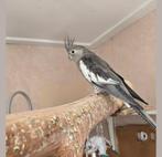 Vermist: Tamme valkparkiet (cockatiel), Vogel
