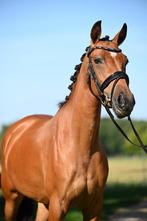 NRPS merrie met gouden karakter, Dieren en Toebehoren, Paarden, Merrie