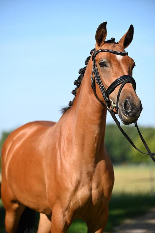 NRPS merrie met gouden karakter, Dieren en Toebehoren, Paarden, Merrie