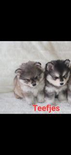 Pomsky F1 pups EERSTE STERKSTE GENERATIE BLAUWE OOGJES, CDV (hondenziekte), 8 tot 15 weken, Poolhond, Meerdere