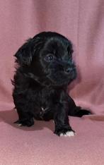 Boomer pups, Dieren en Toebehoren, Honden | Chihuahua's en Gezelschapshonden, Overige rassen, 8 tot 15 weken, Meerdere, Meerdere dieren