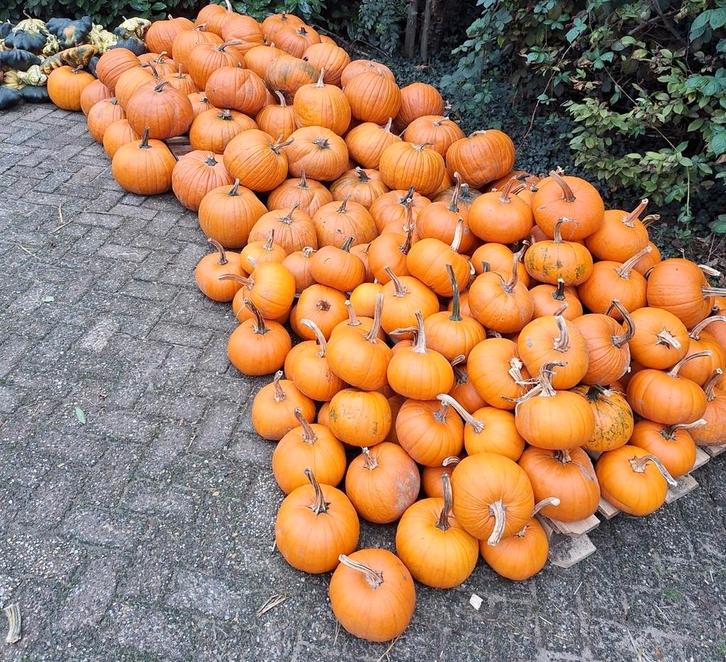 Halloween pompoenen, Tuin en Terras, Overige Tuin en Terras, Ophalen