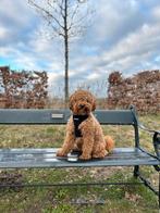 Dekreu Labradoodle mini., Dieren en Toebehoren, Rabiës (hondsdolheid), Reu, 1 tot 2 jaar, Eén hond