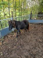 Jaarling merrie, Dieren en Toebehoren, Merrie