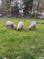 Prachtige Hampshire Down ooien met dekram, Dieren en Toebehoren, Schapen, Geiten en Varkens, Meerdere dieren, Schaap