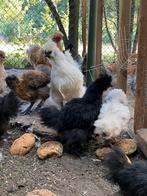 Zijdehoenders te koop, mix van usa en normale zijdehoenders, Dieren en Toebehoren, Pluimvee