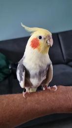 Nieuw huisje gezocht! Valkparkiet man, Dieren en Toebehoren, Mannelijk, Parkiet, Geringd