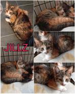 Lieve kittens en katten ter adoptie, Dieren en Toebehoren, Meerdere dieren