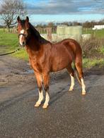 Knappe 3,5 jarige welsh, Dieren en Toebehoren, Paarden, Merrie, 3 tot 6 jaar