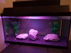 60 cm aquarium compleet, Dieren en Toebehoren, Vissen | Aquaria en Toebehoren, Ophalen, Zo goed als nieuw, Gevuld zoetwateraquarium