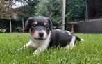 Jack Russells pups, Dieren en Toebehoren, Jack Russell Terriër, 8 tot 15 weken, CDV (hondenziekte), Meerdere