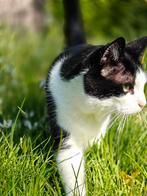 Kater zoekt nieuw thuis waar hij naar buiten kan, Kater, Kortharig, 6 jaar of ouder