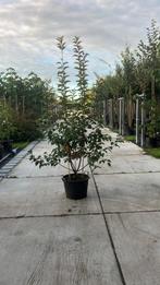 Malus Evereste sierappel, Lente, 100 tot 250 cm, Volle zon, In pot