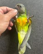 Mega Tamme Lieve 3 Maanden Bonte Boer Papegaai + Kooi, Dieren en Toebehoren, Vogels | Parkieten en Papegaaien, Geslacht onbekend