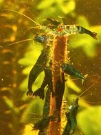 Mooie Blue Dream neocaridina garnalen, Dieren en Toebehoren, Kreeft, Krab of Garnaal, Zoetwatervis