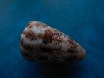 Schelpen: Conus zeylanicus Gmelin gem 44,5mm, Verzamelen, Verzenden, Schelp(en)