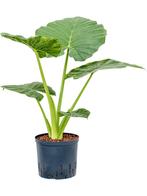 Hydroplant Alocasia Hydroplant Alocasia Macrorrhizos, Huis en Inrichting, Kamerplanten, Ophalen of Verzenden, Overige soorten