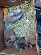 dwerg konijntjes, Dieren en Toebehoren, Meerdere dieren, Dwerg