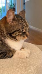 Goed huisje gezocht voor superlieverd!, Dieren en Toebehoren, Katten en Kittens | Overige Katten, Kater, Kortharig, 0 tot 2 jaar
