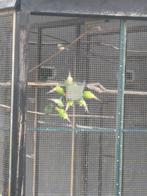 Swift parkieten  swiften  swiftparkieten, Dieren en Toebehoren, Vrouwelijk, Parkiet, Geringd