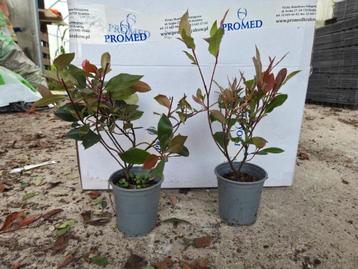 Photinia Redrobin beschikbaar voor biedingen