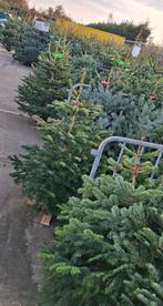 Verschillende Nordmann kerstbomen, Ophalen