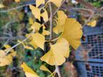 Ginkgo biloba, Tuin en Terras, Planten | Fruitbomen, Ophalen, 100 tot 250 cm, In pot, Lente