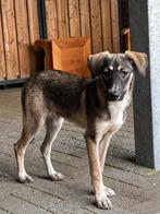 Tina klein medium teefje 7 maanden, Dieren en Toebehoren, Honden | Niet-rashonden, Particulier, Rabiës (hondsdolheid), 15 weken tot 1 jaar