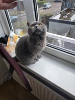 Hallo allemaal. Mocht iemand deze kat vinden, breng hem dan, Dieren en Toebehoren