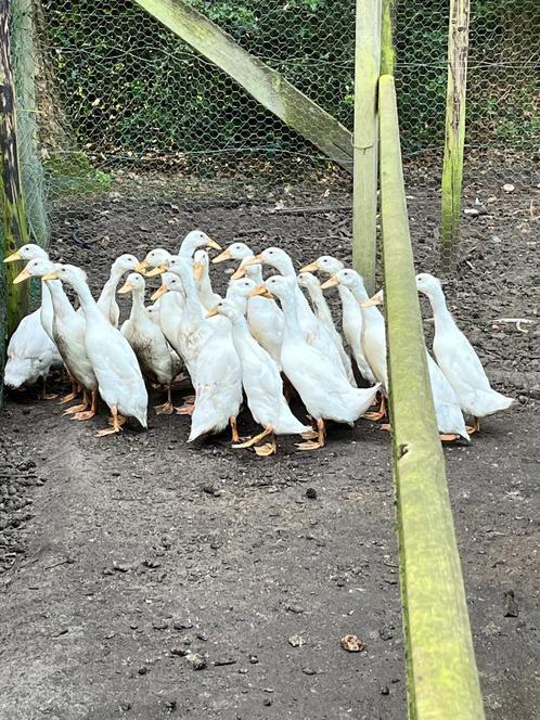 Sneeuwwitte Loopeenden aangeboden € 5,00 per stuk, Dieren en Toebehoren, Pluimvee, Eend, Geslacht onbekend