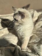 Super knappe ragdoll kittens mogen verhuizen, Dieren en Toebehoren, Meerdere dieren, Ontwormd, 0 tot 2 jaar