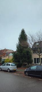 Grote Kerstboom (10-12m) Gratis Af te Halen, Ophalen, Overige soorten, 400 cm of meer