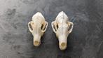 2 stuks vossen schedels echt, Verzamelen, Dierenverzamelingen, Wild dier, Ophalen of Verzenden, Zo goed als nieuw, Schedel