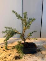 Bonsai mini kerstboompje, Ophalen of Verzenden, Volle zon, Overige soorten, Minder dan 100 cm