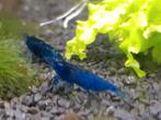 Hobbyaquarium Bluedream garnalen / mooi op kleur, Kreeft, Krab of Garnaal, Zoetwatervis, Schoolvis