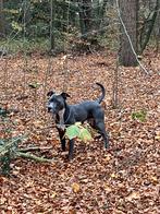 Amerikaanse Stafford Blue dekreu!, Dieren en Toebehoren, Honden | Dekreuen, CDV (hondenziekte), Reu, 1 tot 2 jaar, Eén hond