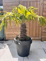 Chinese waaierpalm, Tuin en Terras, Planten | Bomen, Minder dan 100 cm, Zomer, Palmboom, Ophalen