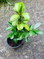 Te koop: Laurier Prunus Laurocerasus, Vaste plant, Halfschaduw, Lente, Ophalen